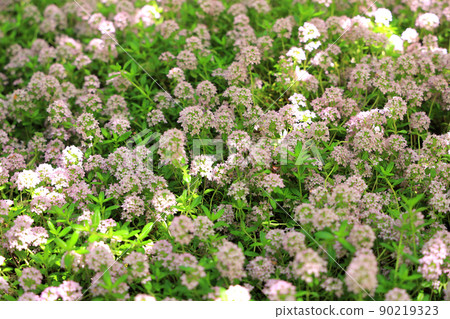 Time in full bloom Time in full bloom 90219323