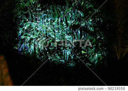 點燃了植物 點燃了植物 90219350