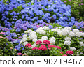 Hydrangea in full bloom 90219467