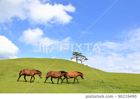 In the meadow of the cape In the meadow of the cape 90219490