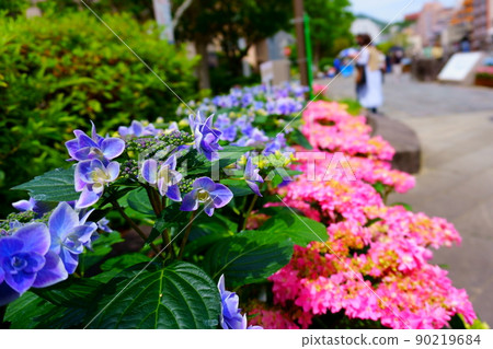 Hydrangea of the glasses bridge 90219684