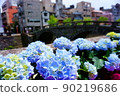 Hydrangea of the glasses bridge 90219686