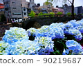 Hydrangea of the glasses bridge 90219687