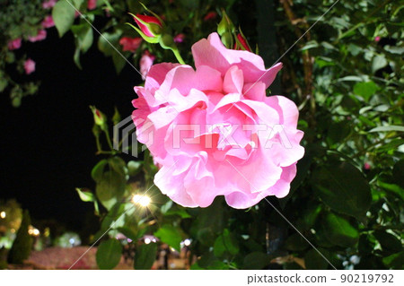[Ashikaga Flower Park] Pink rose 1 90219792