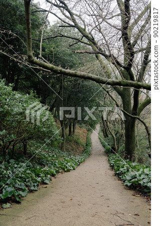 Halla Arboretum forest road in Jeju Island, Korea 90219817