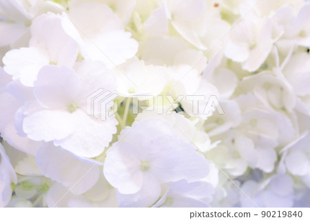 白色繡球花 白色繡球花 90219840