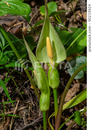 Flower of Lord and ladies or snakeshead plant, Arum maculatum Flower of Lord and ladies or snakeshead plant, Arum maculatum 90219924