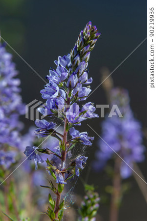 Veronica prostrata is a low light blue blooming plant of sunny hills, a mountain flower 90219936