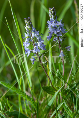 Veronica prostrata is a low light blue blooming plant of sunny hills, a mountain flower 90219937