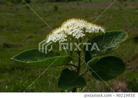 White inflorescence of on a branch of a plant called Viburnum lantana Aureum close-up 90219938