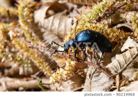 The violet oil beetle Meloe violaceus, is a species of oil beetle belonging to the family Meloidae. These beetles are present in most of Europe, in East Palearctic ecozone, in the Near East The violet oil beetle Meloe violaceus, is a species of oil beetle belonging to the family Meloidae. These beetles are present in most of Europe, in East Palearctic ecozone, in the Near East 90219968