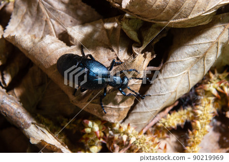 Violet oil beetle, Meloe violaceus feeding on grass, macro photo 90219969