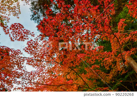 藍天和鮮紅的秋葉 藍天和鮮紅的秋葉 90220268