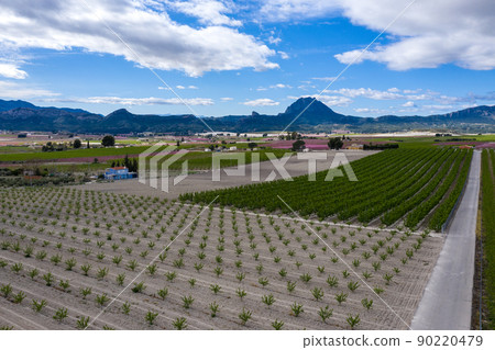 Peach blossom in Cieza, Mirador El Horno in the Murcia region in Spain 90220479