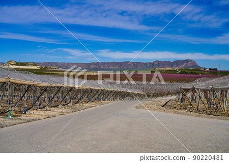 Peach blossom in Cieza, Mirador El Horno in the Murcia region in Spain 90220481