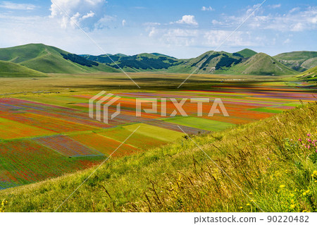 Lentil flowering with poppies and cornflowers in Castelluccio di Norcia, Italy 90220482