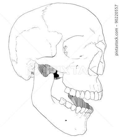 Illustration of a skull facing the front with the mouth open 3 Illustration of a skull facing the front with the mouth open 3 90220557