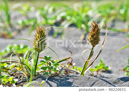 Carex kobomugi growing on a sandy beach (spring, May) Carex kobomugi growing on a sandy beach (spring, May) 90220631