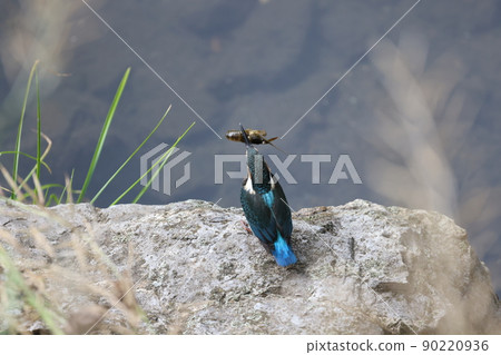 Waterside kingfisher meal food chain 90220936