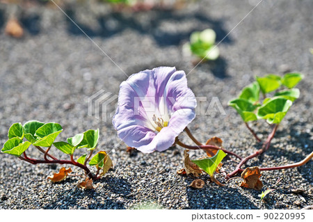 淺粉色旋花(春天,五月) 淺粉色旋花(春天,五月) 90220995