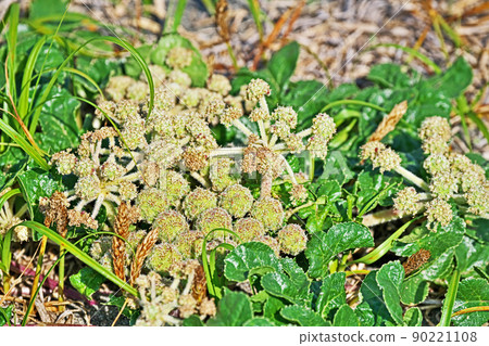 Round Glehnia flowers (Spring, May) 90221108