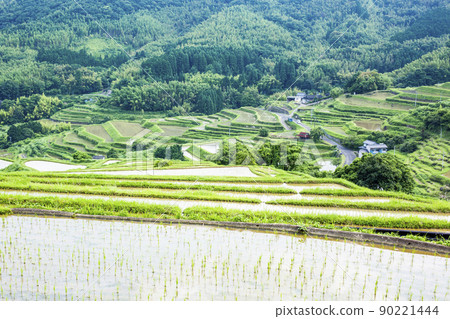 Rice paddy field in Beppu 90221444
