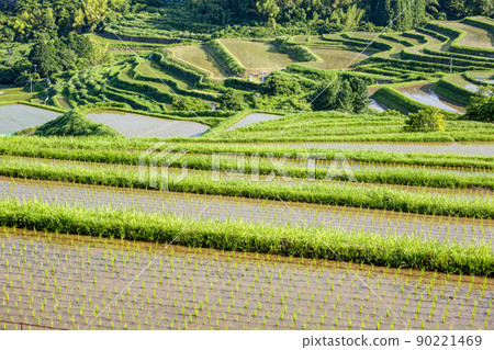 Rice paddy field in Beppu 90221469
