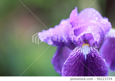 雨後的紫色虹膜 雨後的紫色虹膜 90221554