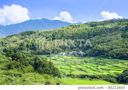 Uchinari rice terraces in Beppu in summer 90221603