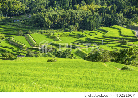 Uchinari rice terraces in Beppu in summer 90221607