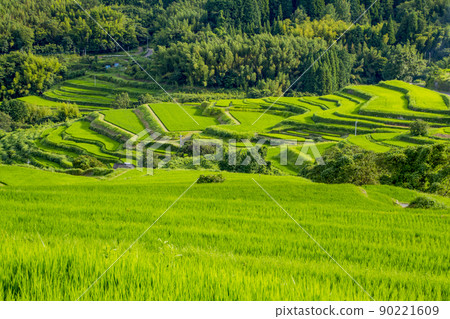 Uchinari rice terraces in Beppu in summer 90221609