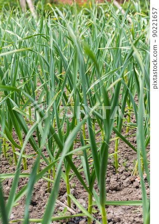 Green leaves of young garlic 90221657