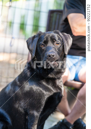 拉布拉多獵犬黑狗大型犬美國 拉布拉多獵犬黑狗大型犬美國 90221752