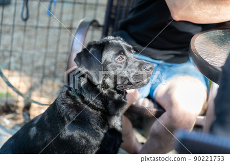 拉布拉多獵犬黑狗大型犬美國 90221753