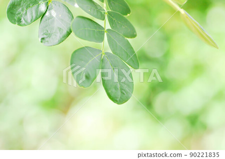 Rain tree or Samanea saman, LEGUMINOSAE MIMOSOIDEAE Rain tree or Samanea saman, LEGUMINOSAE MIMOSOIDEAE 90221835