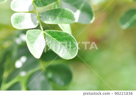 Rain tree or Samanea saman, LEGUMINOSAE MIMOSOIDEAE Rain tree or Samanea saman, LEGUMINOSAE MIMOSOIDEAE 90221836