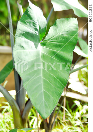 xanthosoma sagittifolium, malanga or xanthosoma or Colocasia xanthosoma sagittifolium, malanga or xanthosoma or Colocasia 90221838