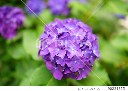 日本紫繡球雨季 日本紫繡球雨季 90221855