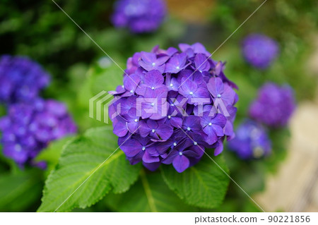 日本紫繡球雨季 日本紫繡球雨季 90221856