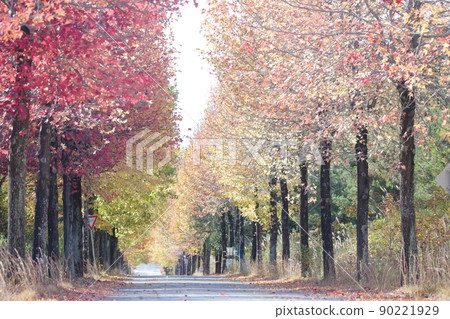 綠樹成蔭的紅葉路（愛知縣永手市美式福、香膠） 90221929