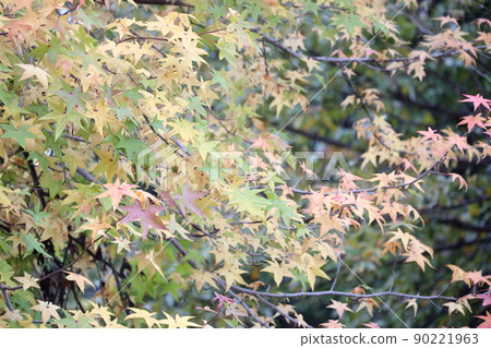 Autumn leaves of trees native to the United States (American sweetgum, sweetgum) 90221963