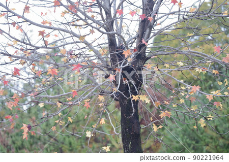 Trees with colorful autumn leaves (American sweetgum, sweetgum) Trees with colorful autumn leaves (American sweetgum, sweetgum) 90221964