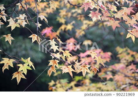 Autumn leaves of trees native to the United States (American sweetgum, sweetgum) 90221969