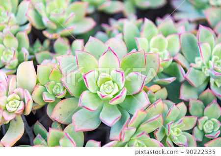 Common houseleek succulent leaves in rosette cacti background Common houseleek succulent leaves in rosette cacti background 90222335