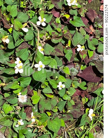 Multiple blooming Houttuynia cordata flowers Multiple blooming Houttuynia cordata flowers 90222574