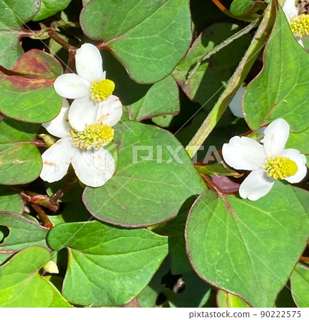 Houttuynia flower up Houttuynia flower up 90222575