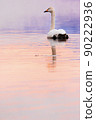 Lake Kussharo swan at dusk 90222936