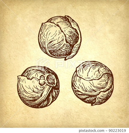 Brussels sprout ink sketch. Brussels sprout ink sketch. 90223019