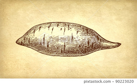 Sweet potato ink sketch. Sweet potato ink sketch. 90223020