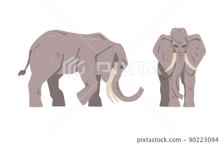 Elephant as Large African Animal with Trunk, Tusks, Ear Flaps and Massive Legs Standing and Walking Vector Set Elephant as Large African Animal with Trunk, Tusks, Ear Flaps and Massive Legs Standing and Walking Vector Set 90223094